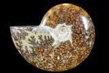 Polished, Agatized Ammonite (Cleoniceras) - Madagascar #88082-1